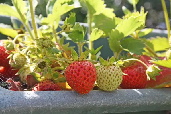 Aardbeien — Stockfoto