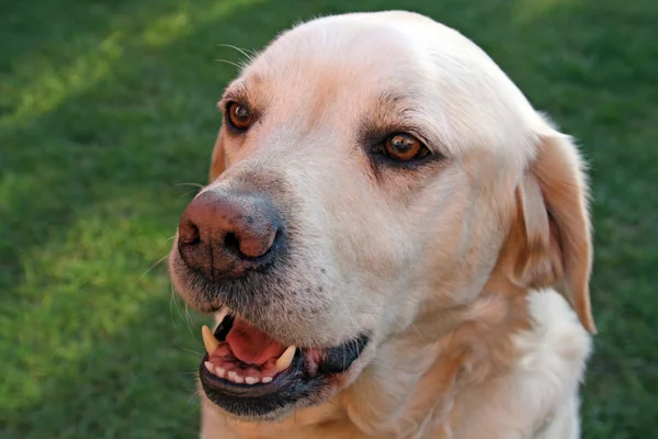 Лабрадорская собака в саду — стоковое фото