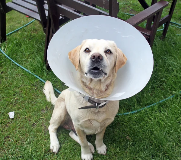 Chory pies labrador w ogrodzie sobie stożek ochronny — Zdjęcie stockowe