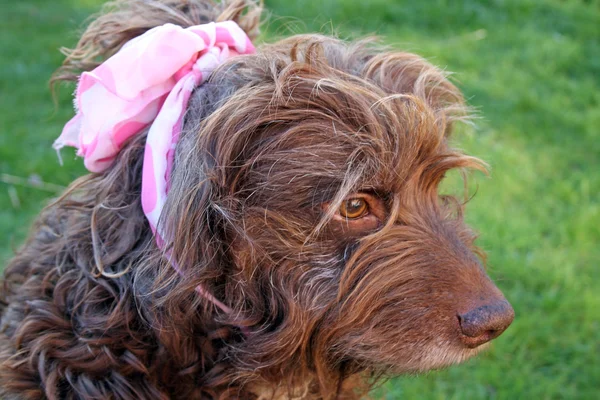 Scruffy perro marrón —  Fotos de Stock