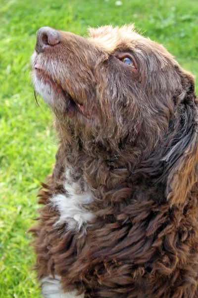 Scruffy perro marrón — Foto de Stock