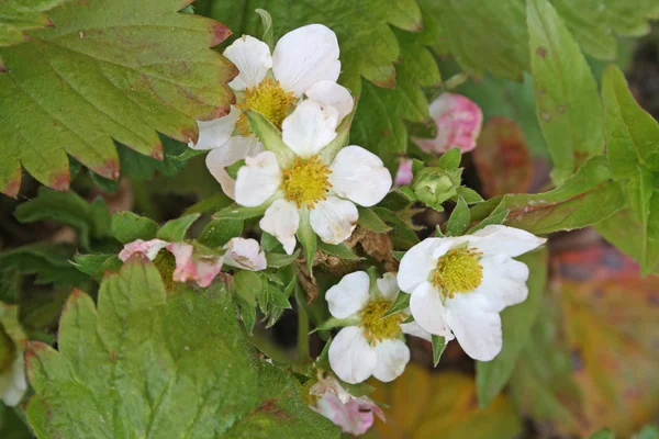 Strawberry flowers — Stock Photo, Image