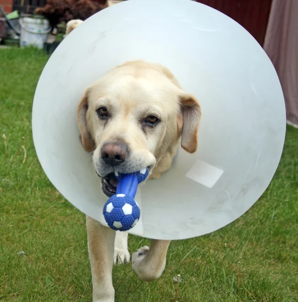 Kranker Labrador-Hund im Garten mit Schutzkegel Stockfoto