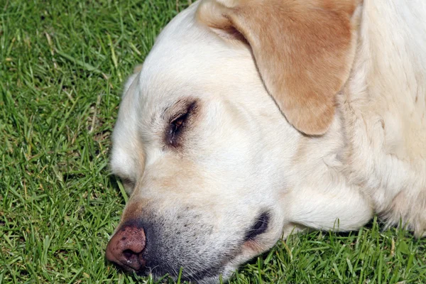 Gele labrador hond — Stockfoto