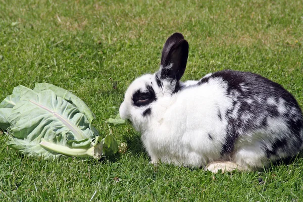 Кролик ест капусту — стоковое фото