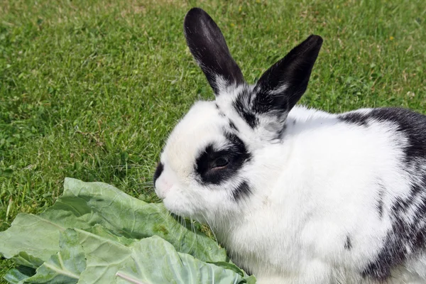 Lahana yiyen tavşan — Stok fotoğraf