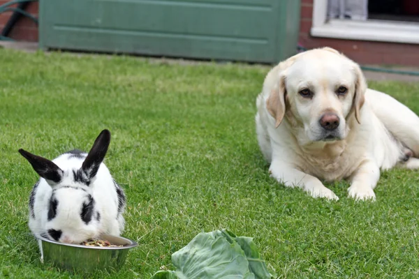 Cão e coelho — Fotografia de Stock