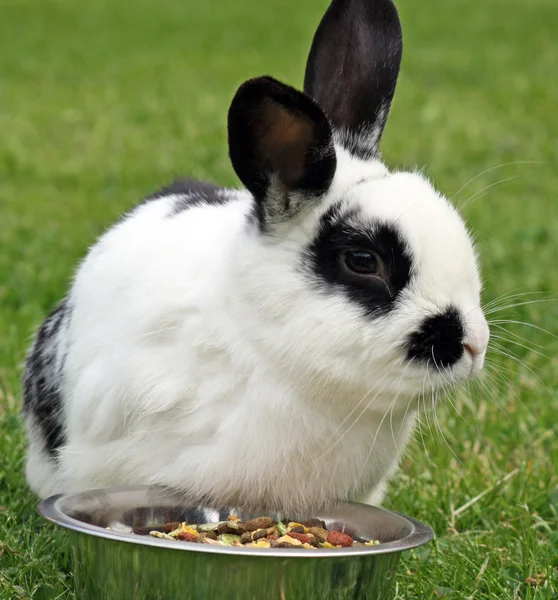 Кролик в саду — стоковое фото