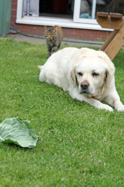 Кошка и собака в саду — стоковое фото
