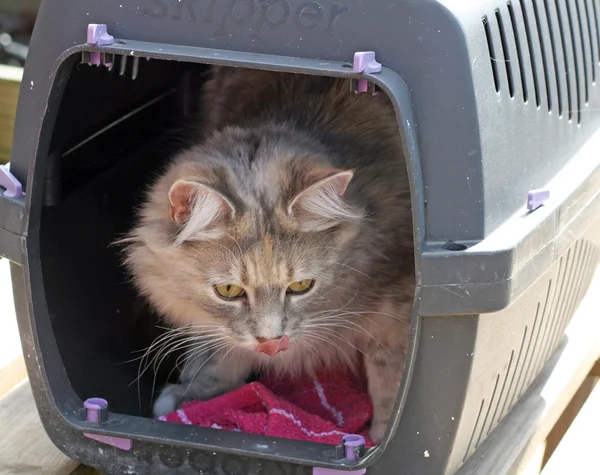 Tekir kedi kedi taşıyıcı içinde — Stok fotoğraf