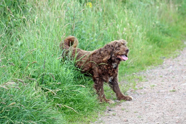 Cão marrom desajeitado — Fotografia de Stock