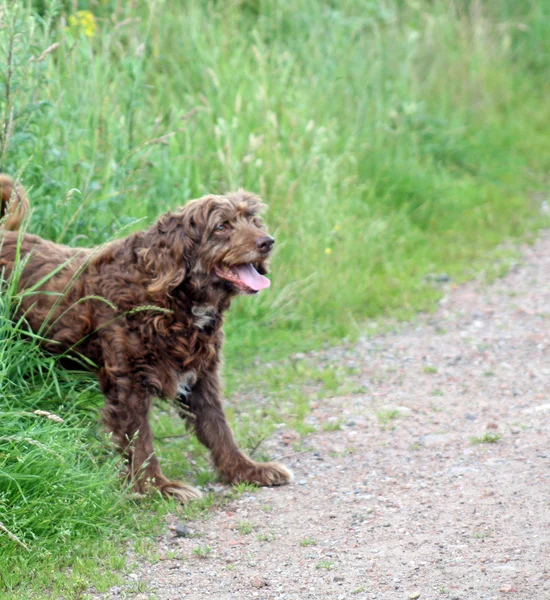 Niechlujny brązowy pies — Zdjęcie stockowe
