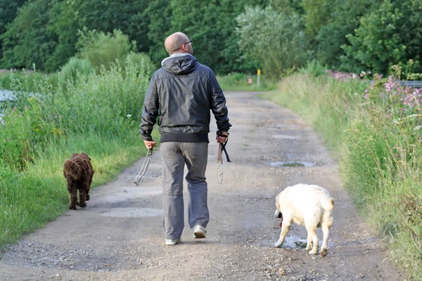 Man walking dogs — Stock Photo, Image
