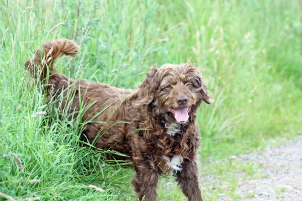 だらしない茶色の犬 — ストック写真