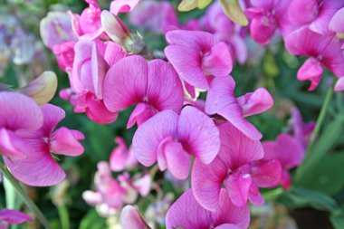 Sweetpea flowers clipart