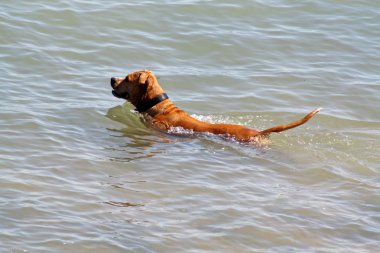 Köpek denizde yüzüyor.