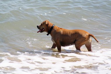 Köpek denizde yüzüyor.