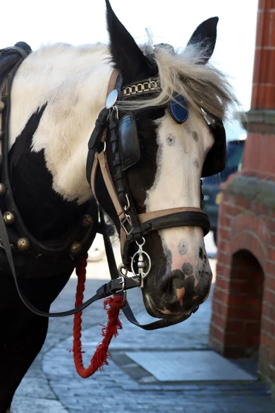 stock image Shire horse