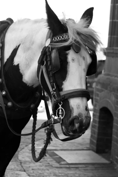 Shire häst — Stockfoto