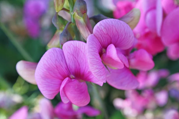 Flores de ervilha — Fotografia de Stock
