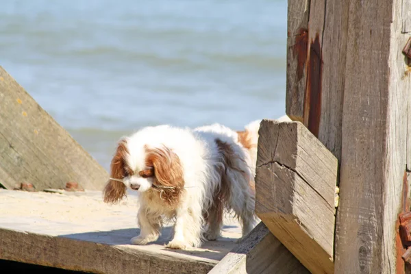 Cão junto ao mar — Fotografia de Stock