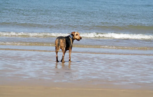 समुद्र तट पर कुत्ता — स्टॉक फ़ोटो, इमेज