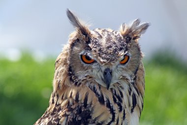 los ojos abiertos closeup