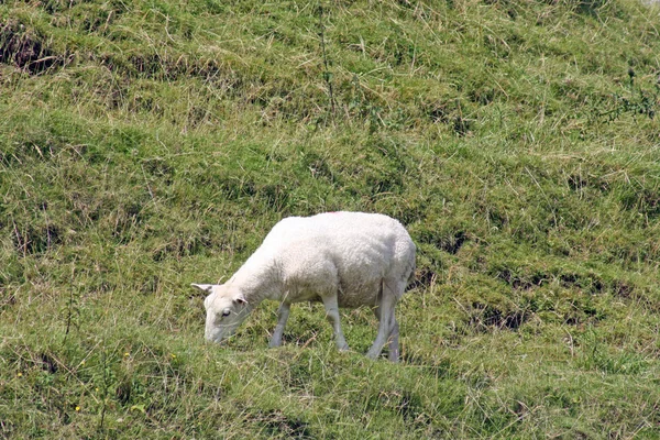 stock image Sheep grazing