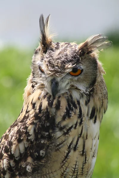 Stunning owl — Stock Photo, Image