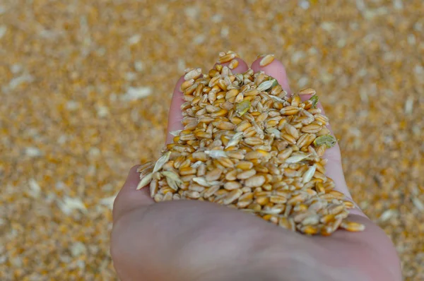 小麦粒手に背景 — ストック写真
