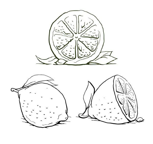 熟したレモンの葉。ビンテージ セット. — ストックベクタ