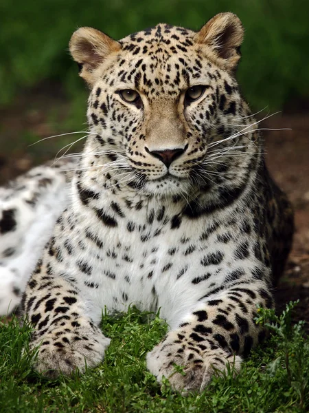 Leopard – stockfoto