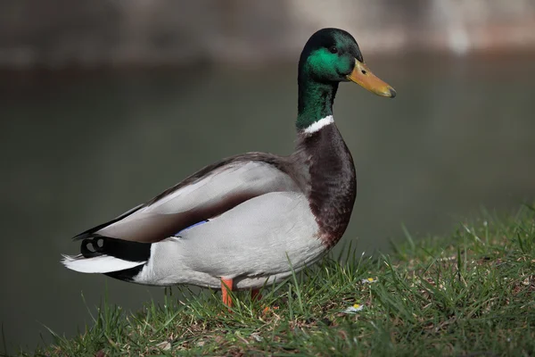 A pciture of a duck — Stock Photo, Image