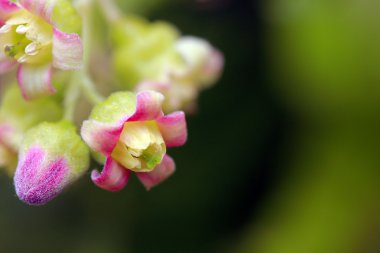 bloesem van BES close-up