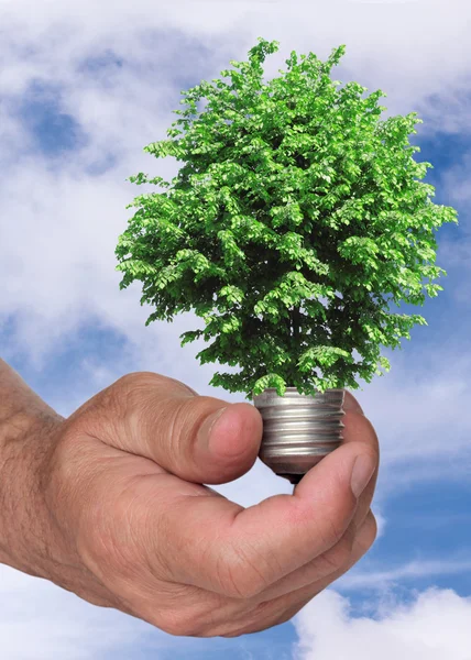 Tree growing from the base of the light bulb — Stock Photo, Image
