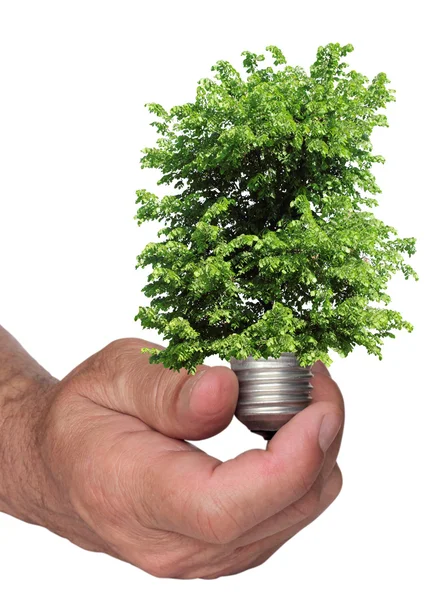 Träd växer från basen av glödlampan — Stockfoto