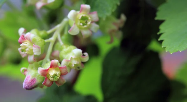 Квітка смородини крупним планом — стокове фото