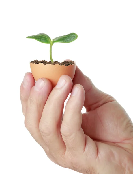 Jonge, groene plant in een "eggshell" — Stockfoto