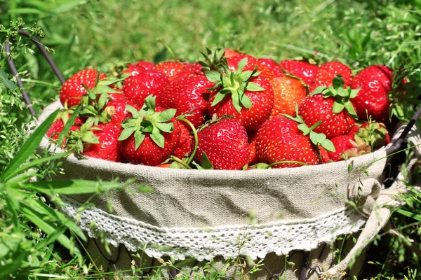 Fresas frescas en una canasta — Foto de Stock