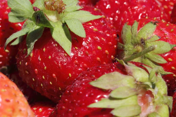 Φρέσκα, ζουμερά και υγιή φράουλες — Φωτογραφία Αρχείου