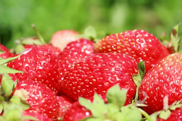 Fresas frescas, jugosas y saludables — Foto de Stock