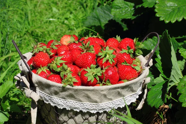 Fresas frescas en una canasta — Foto de Stock