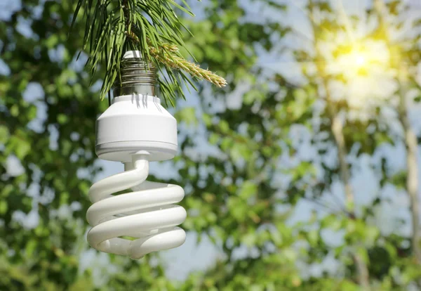 Energibesparing glödlampa på en gren av tall — Stockfoto