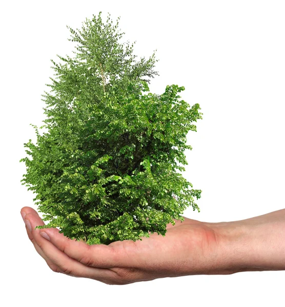 A few trees in a hand, isolated — Stock Photo, Image