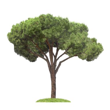 Pine, isolated clipart