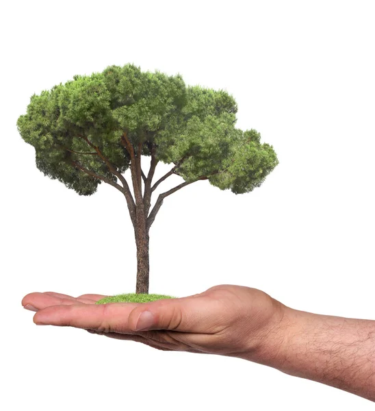 Árvore em uma mão, isolada — Fotografia de Stock