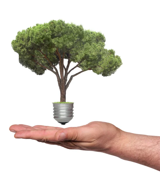 Pine growing from the base of the light bulb and hand — Stock Photo, Image