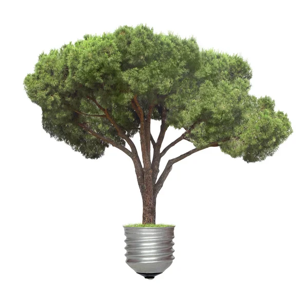 Pine growing from the base of the light bulb — Stock Photo, Image