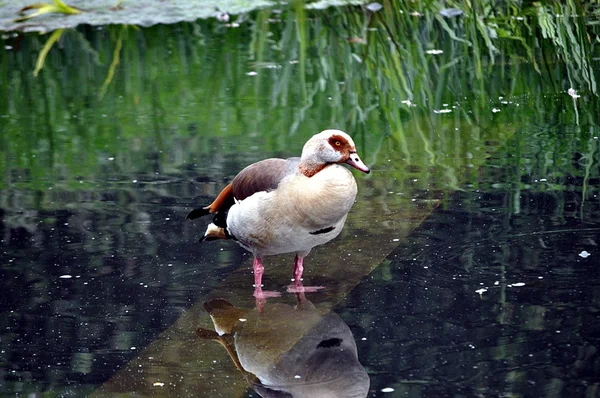 Bird.Egypt ördeği. — Stok fotoğraf