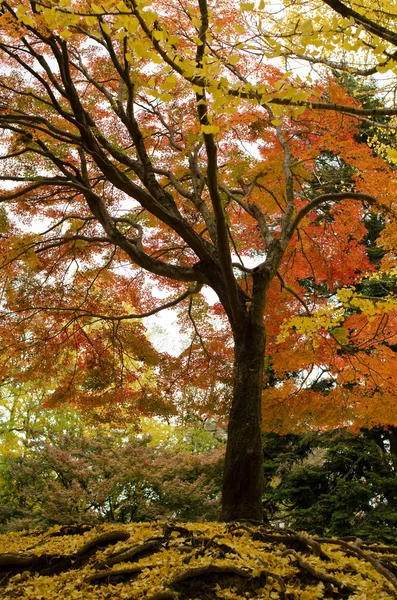 Japanse esdoorn boom in de herfst — Stockfoto